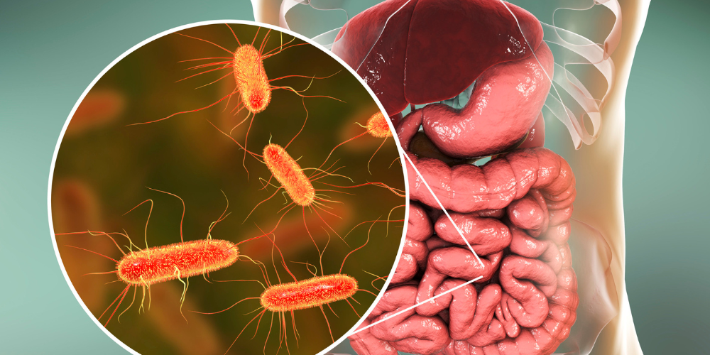 Gut Microbiome and Its Role in Health